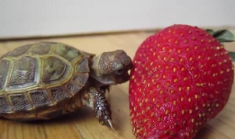 小乌龟视频,小乌龟的奇妙冒险之旅